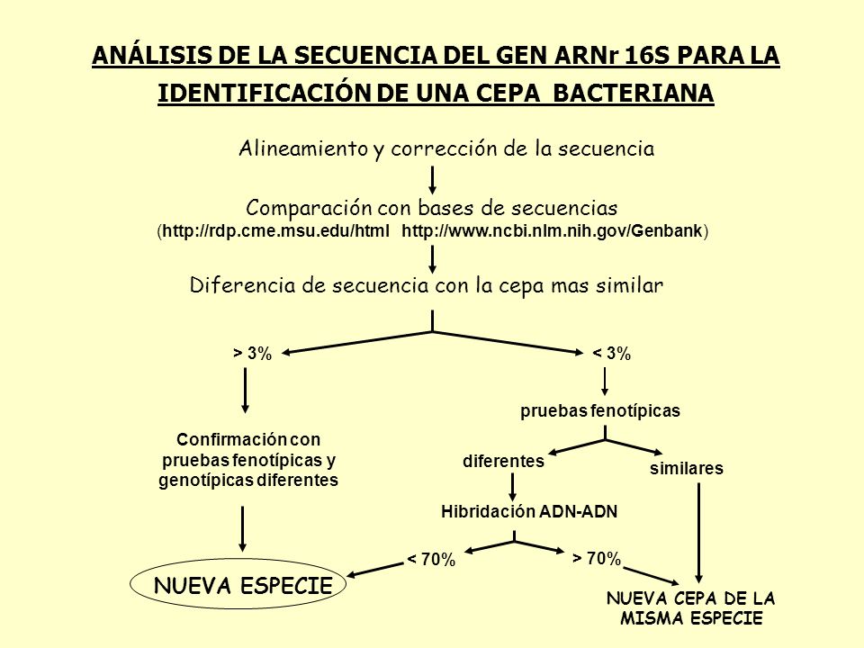 ANÁLISIS DE LA SECUENCIA DEL GEN ARNr 16S PARA LA IDENTIFICACIÓN DE UNA CEPA BACTERIANA