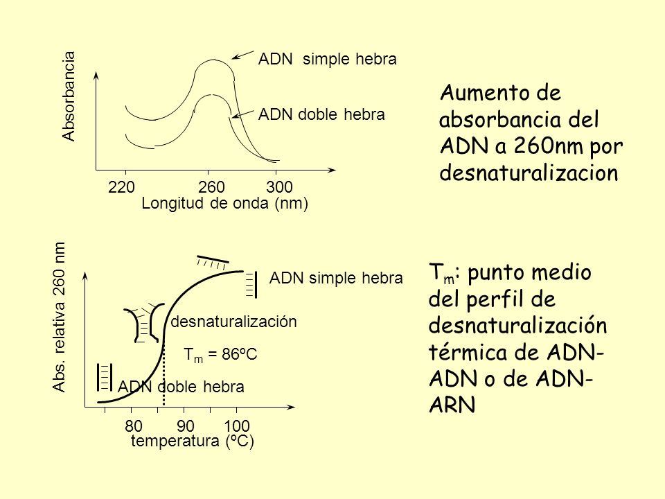 Aumento de absorbancia del ADN a 260nm por desnaturalizacion