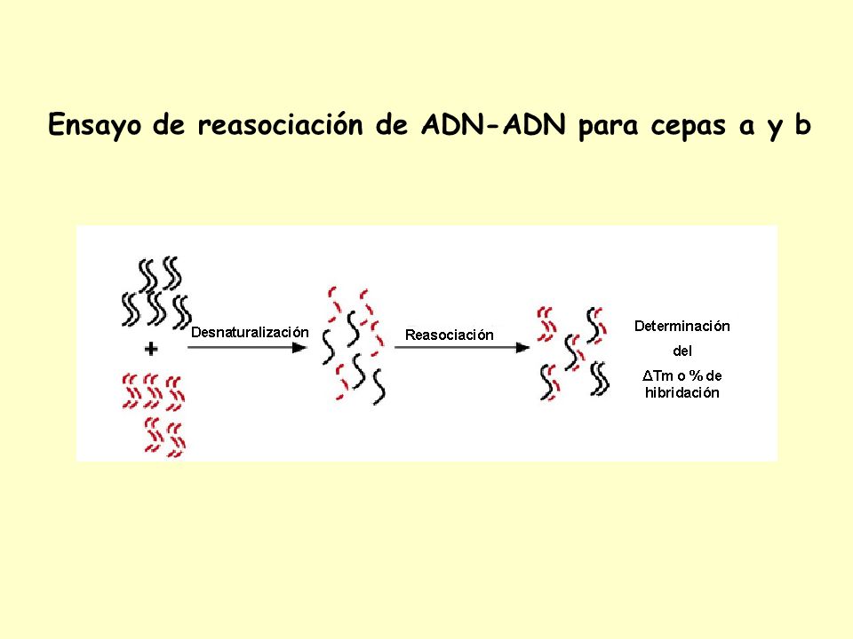 Ensayo de reasociación de ADN-ADN para cepas a y b