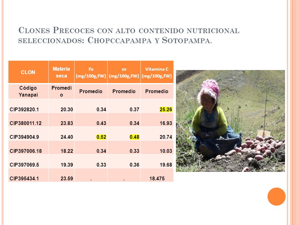 Clones Precoces con alto contenido nutricional seleccionados: Chopccapampa y Sotopampa.