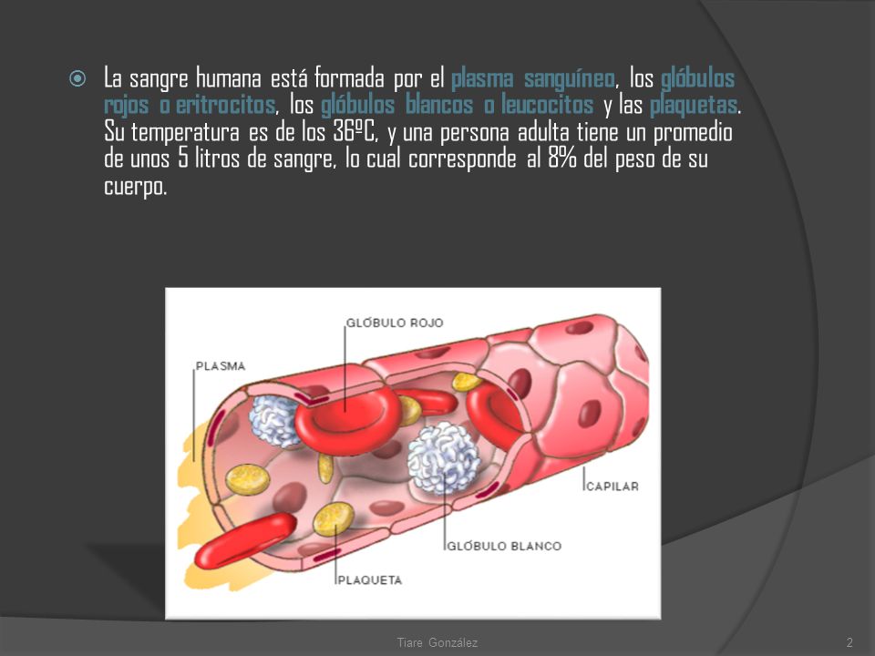 La sangre humana está formada por el plasma sanguíneo, los glóbulos rojos o eritrocitos, los glóbulos blancos o leucocitos y las plaquetas. Su temperatura es de los 36ºC, y una persona adulta tiene un promedio de unos 5 litros de sangre, lo cual corresponde al 8% del peso de su cuerpo.
