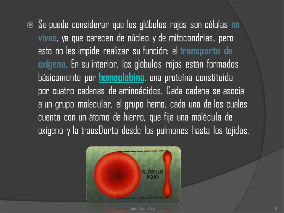 Se puede considerar que los glóbulos rojos son células no vivas, ya que carecen de núcleo y de mitocondrias, pero esto no les impide realizar su función: el transporte de oxígeno. En su interior, los glóbulos rojos están formados básicamente por hemoglobina, una proteína constituida por cuatro cadenas de aminoácidos. Cada cadena se asocia a un grupo molecular, el grupo hemo, cada uno de los cuales cuenta con un átomo de hierro, que fija una molécula de oxigeno y la trausDorta desde los pulmones hasta los tejidos.