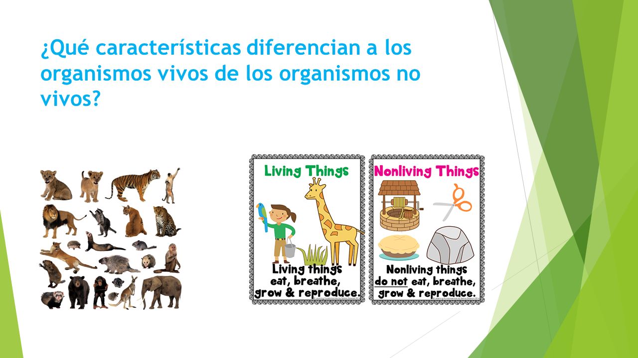 ¿Qué características diferencian a los organismos vivos de los organismos no vivos