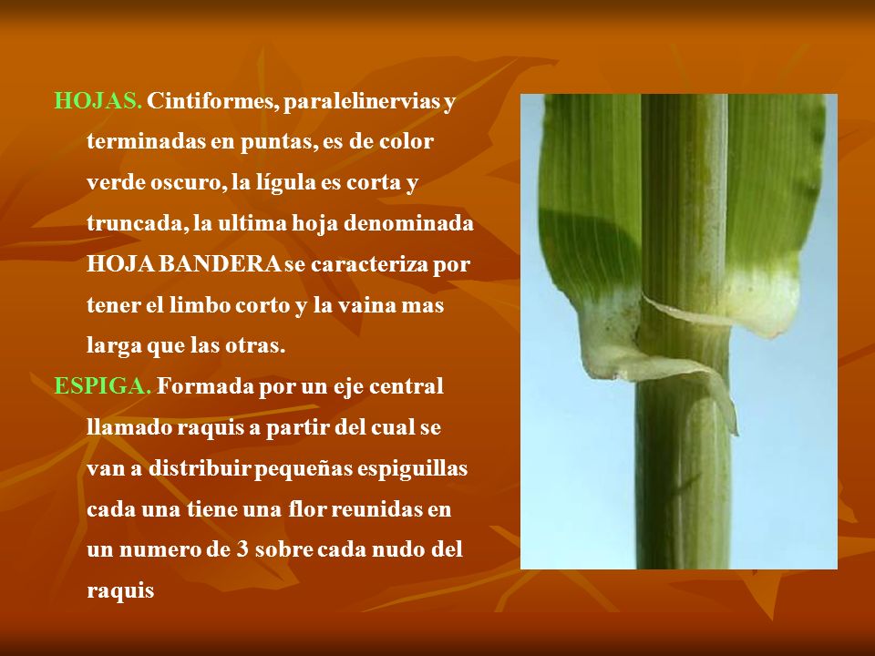 HOJAS. Cintiformes, paralelinervias y terminadas en puntas, es de color verde oscuro, la lígula es corta y truncada, la ultima hoja denominada HOJA BANDERA se caracteriza por tener el limbo corto y la vaina mas larga que las otras.