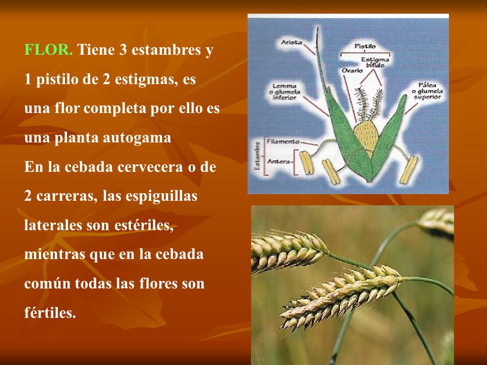 FLOR. Tiene 3 estambres y 1 pistilo de 2 estigmas, es una flor completa por ello es una planta autogama