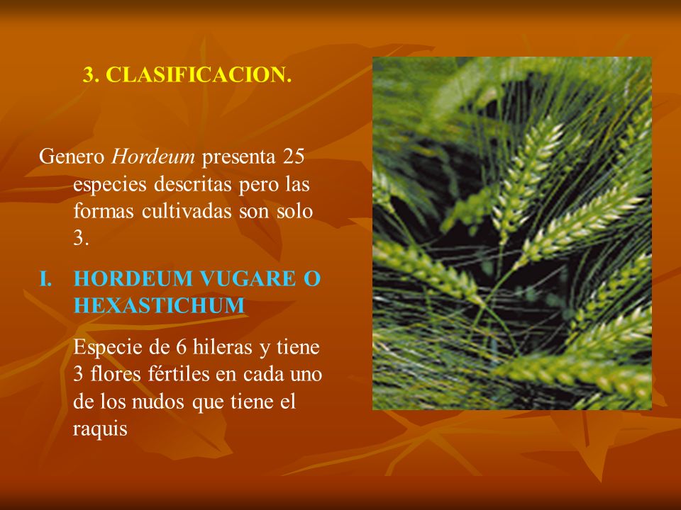 3. CLASIFICACION. Genero Hordeum presenta 25 especies descritas pero las formas cultivadas son solo 3.