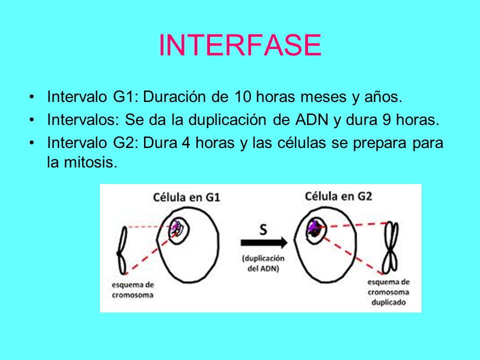 INTERFASE Intervalo G1: Duración de 10 horas meses y años.