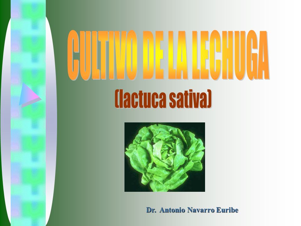 CULTIVO DE LA LECHUGA (lactuca sativa) Dr. Antonio Navarro Euribe