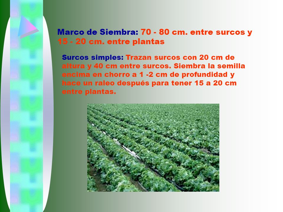 Marco de Siembra: cm. entre surcos y cm. entre plantas