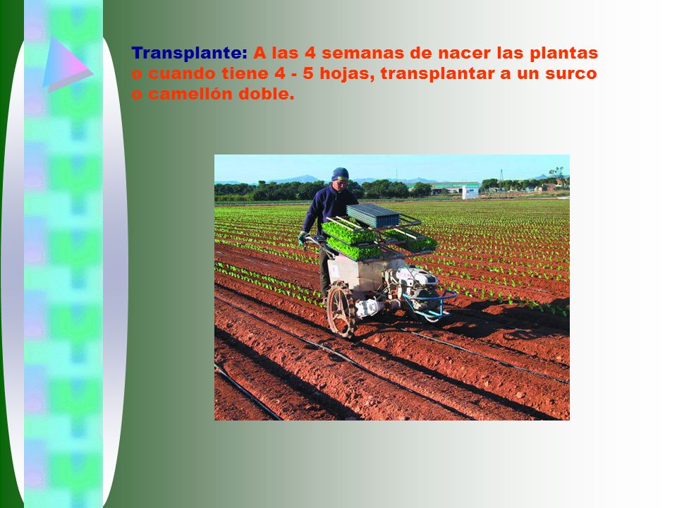 Transplante: A las 4 semanas de nacer las plantas o cuando tiene hojas, transplantar a un surco o camellón doble.