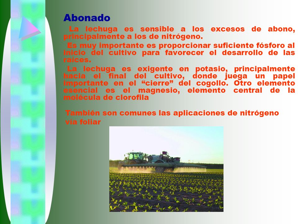 Abonado La lechuga es sensible a los excesos de abono, principalmente a los de nitrógeno.