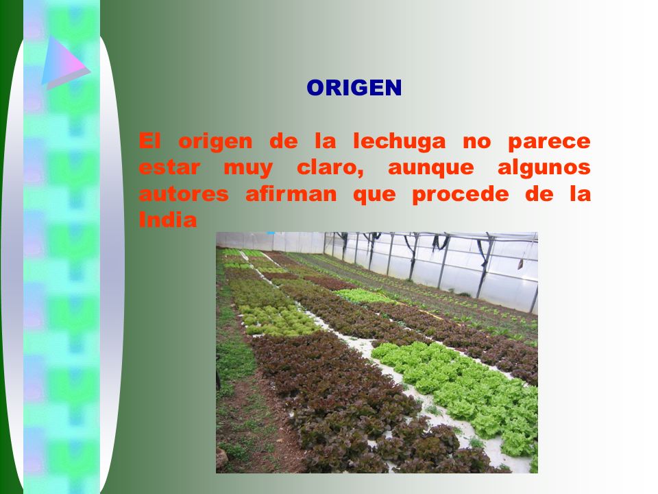 ORIGEN El origen de la lechuga no parece estar muy claro, aunque algunos autores afirman que procede de la India.