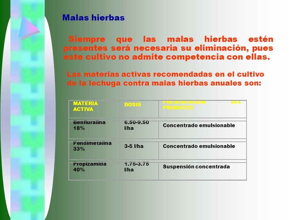 Malas hierbas Siempre que las malas hierbas estén presentes será necesaria su eliminación, pues este cultivo no admite competencia con ellas.