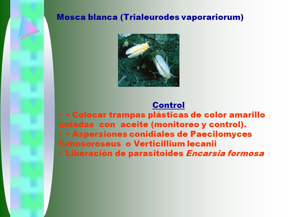 Mosca blanca (Trialeurodes vaporariorum)