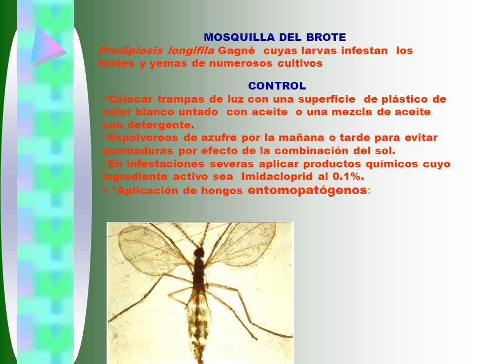 MOSQUILLA DEL BROTE Prodiplosis longifila Gagné cuyas larvas infestan los brotes y yemas de numerosos cultivos.
