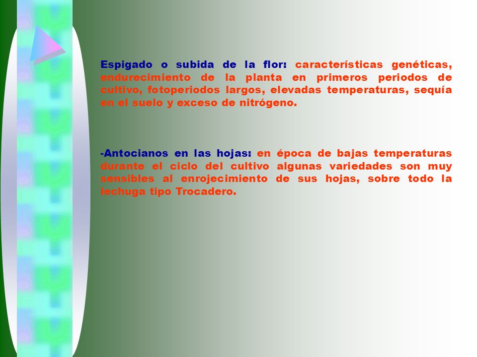 Espigado o subida de la flor: características genéticas, endurecimiento de la planta en primeros periodos de cultivo, fotoperiodos largos, elevadas temperaturas, sequía en el suelo y exceso de nitrógeno.