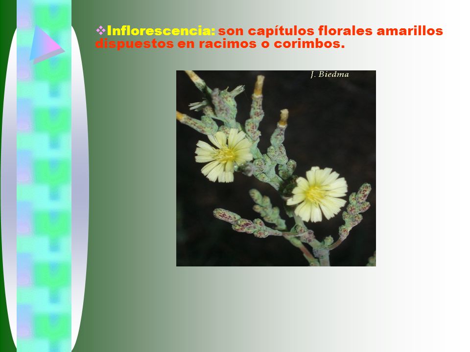 Inflorescencia: son capítulos florales amarillos dispuestos en racimos o corimbos.