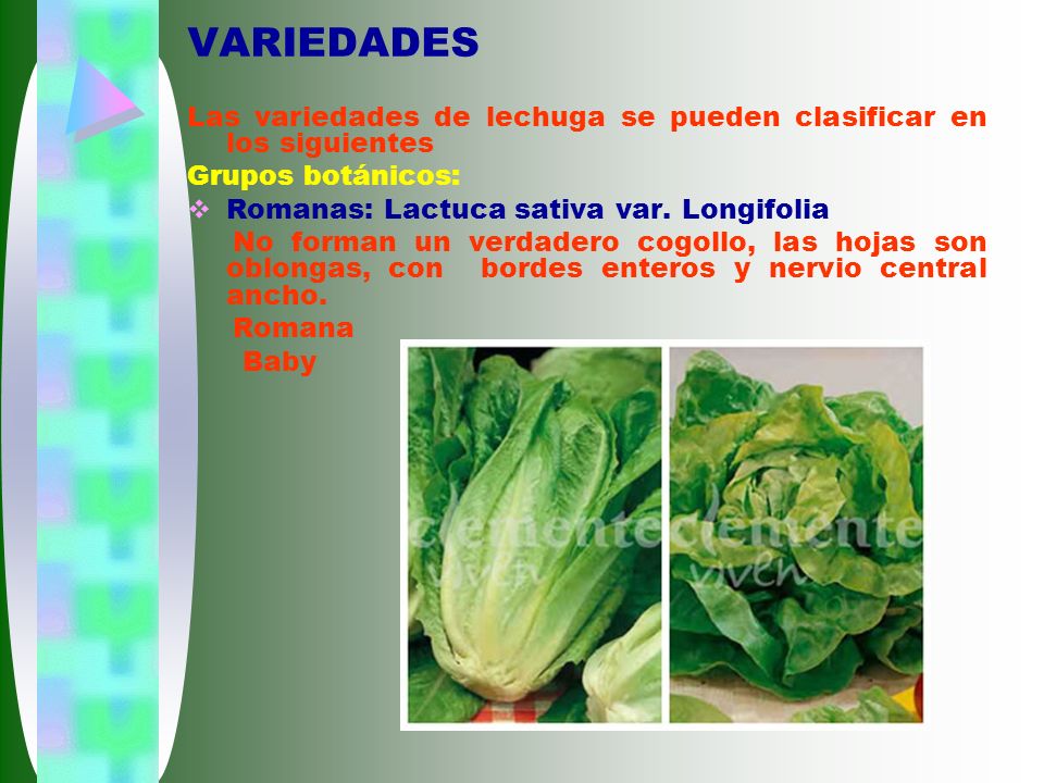 VARIEDADES Las variedades de lechuga se pueden clasificar en los siguientes. Grupos botánicos: Romanas: Lactuca sativa var. Longifolia.