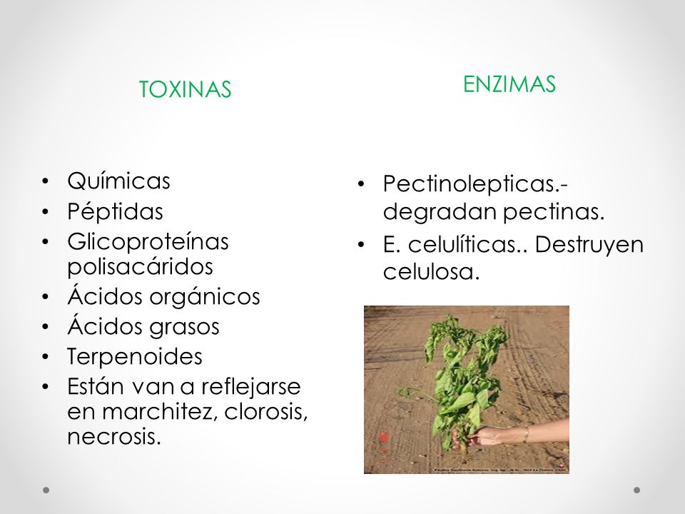 TOXINAS ENZIMAS. Químicas. Péptidas. Glicoproteínas polisacáridos. Ácidos orgánicos. Ácidos grasos.