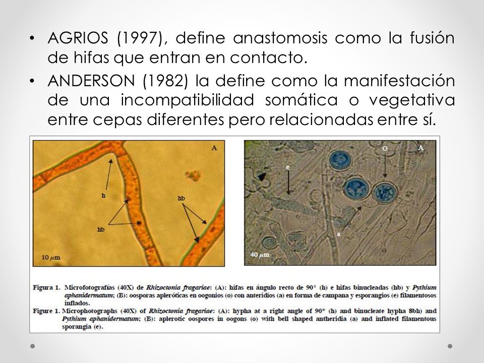 AGRIOS (1997), define anastomosis como la fusión de hifas que entran en contacto.