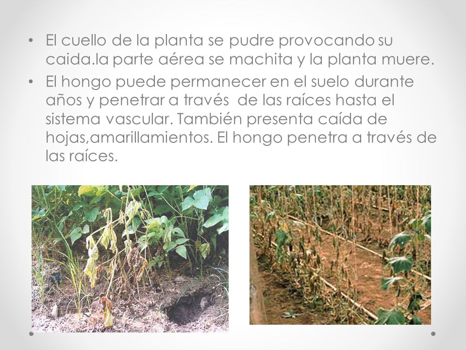 El cuello de la planta se pudre provocando su caida