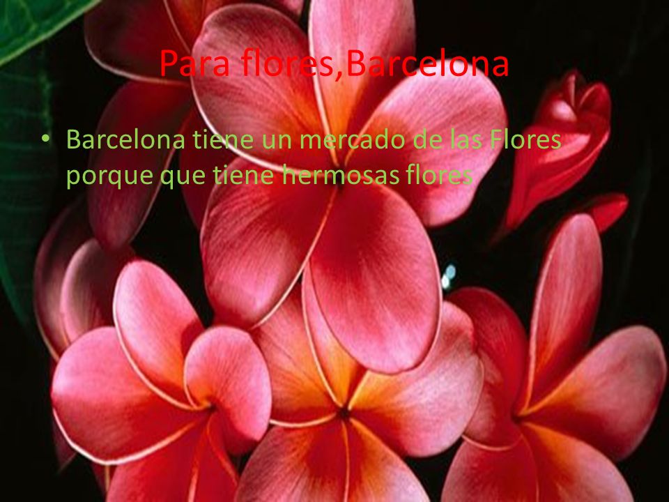 Para flores,Barcelona Barcelona tiene un mercado de las Flores porque que tiene hermosas flores