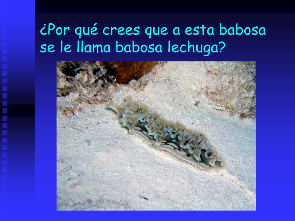 ¿Por qué crees que a esta babosa se le llama babosa lechuga
