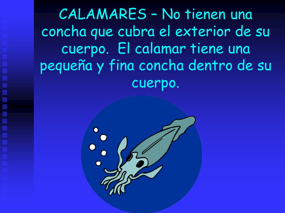 CALAMARES – No tienen una concha que cubra el exterior de su cuerpo
