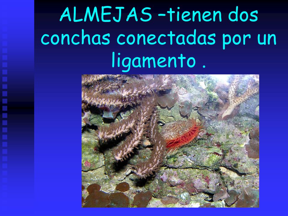ALMEJAS –tienen dos conchas conectadas por un ligamento .