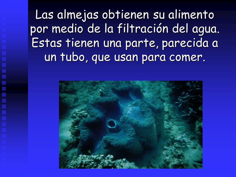Las almejas obtienen su alimento por medio de la filtración del agua