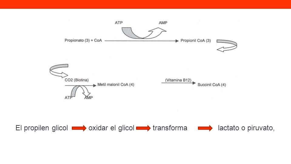 El propilen glicol oxidar el glicol transforma lactato o piruvato,