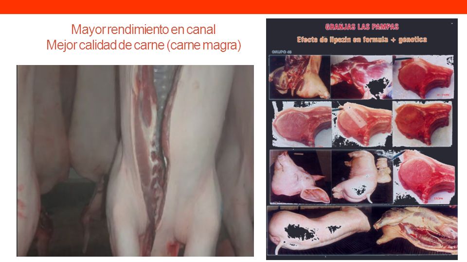 Mayor rendimiento en canal Mejor calidad de carne (carne magra)