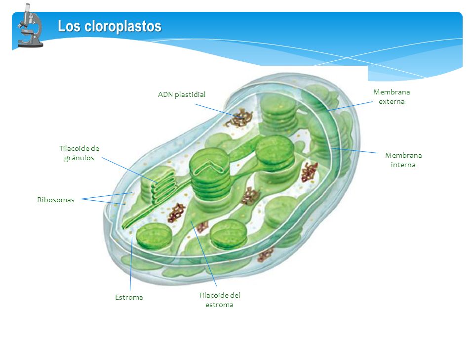 Los cloroplastos Membrana externa ADN plastidial Tilacoide de gránulos
