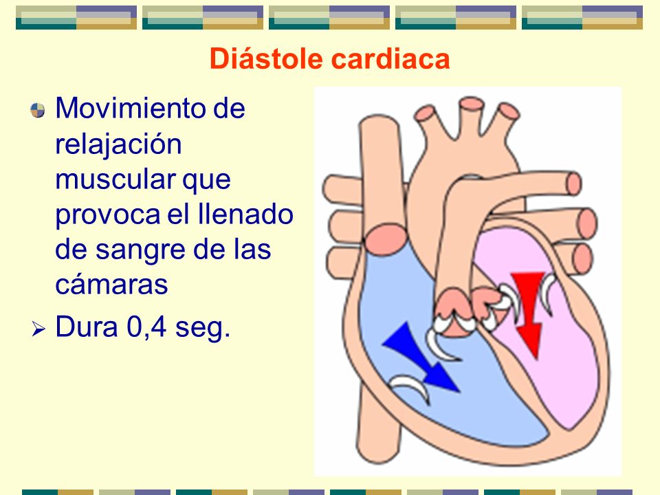 Diástole cardiaca Movimiento de relajación muscular que provoca el llenado de sangre de las cámaras.