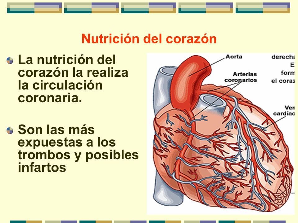 Nutrición del corazón La nutrición del corazón la realiza la circulación coronaria.