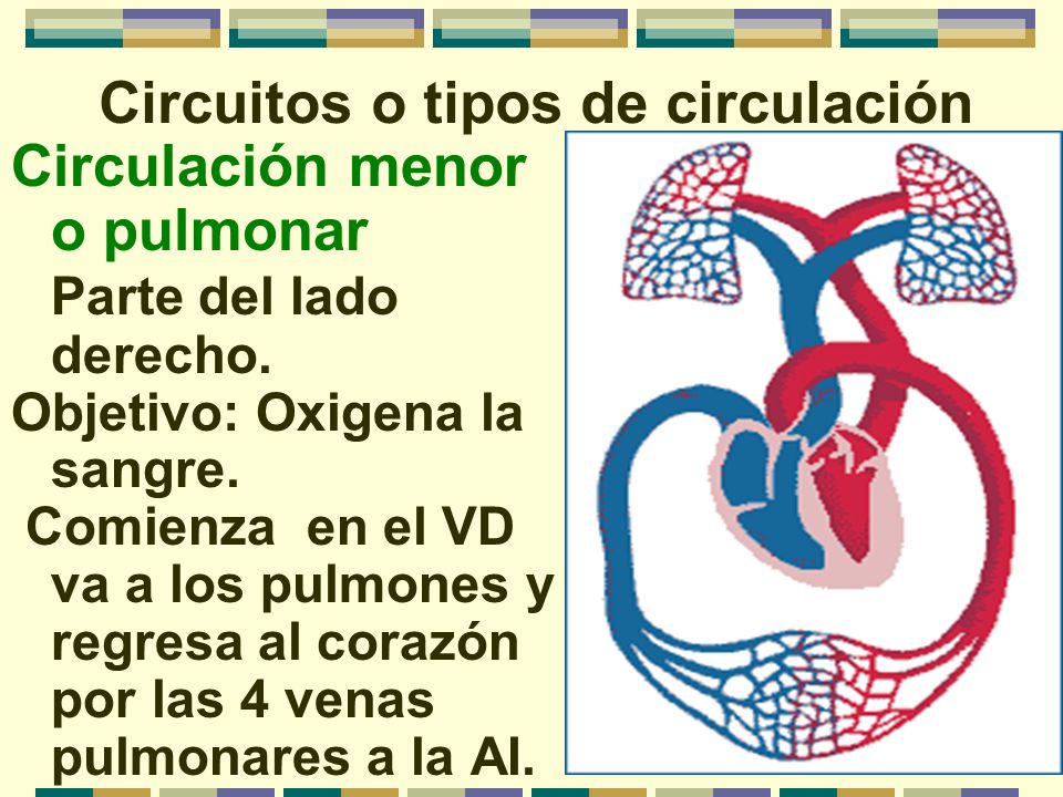 Circuitos o tipos de circulación