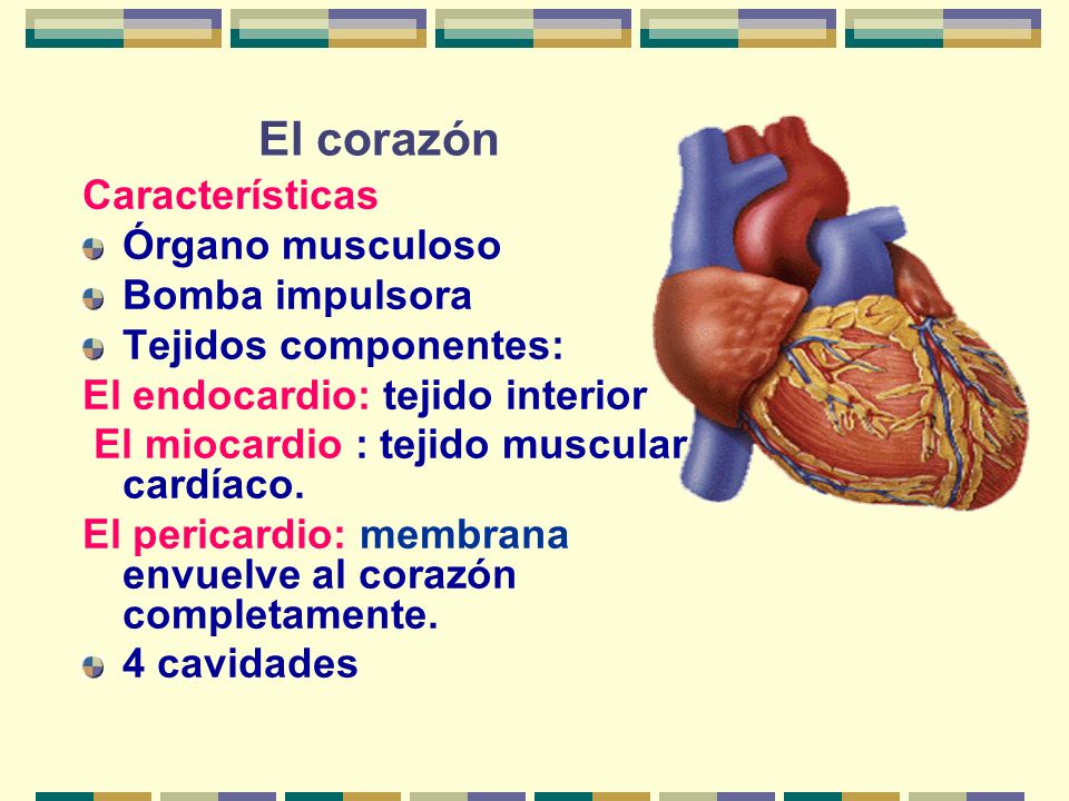 El corazón Características Órgano musculoso Bomba impulsora