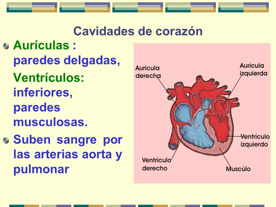 Cavidades de corazón Aurículas : paredes delgadas, Ventrículos: inferiores, paredes musculosas.