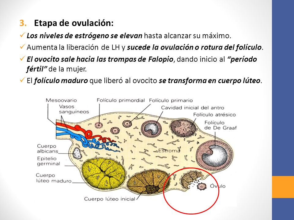 Etapa de ovulación: Los niveles de estrógeno se elevan hasta alcanzar su máximo.
