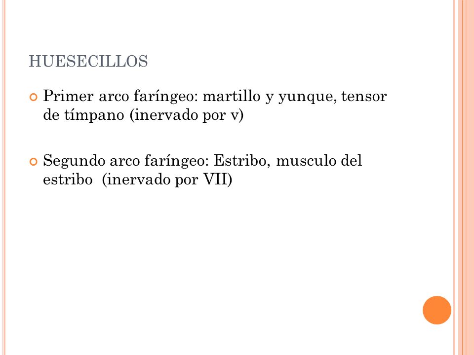 huesecillos Primer arco faríngeo: martillo y yunque, tensor de tímpano (inervado por v)