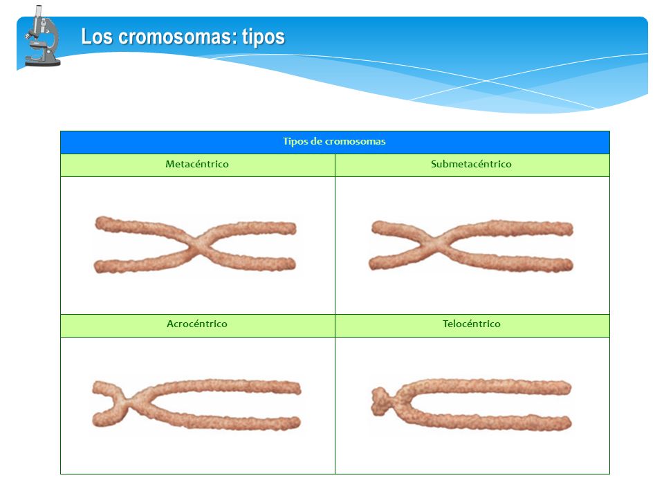 Los cromosomas: tipos Tipos de cromosomas Metacéntrico Submetacéntrico