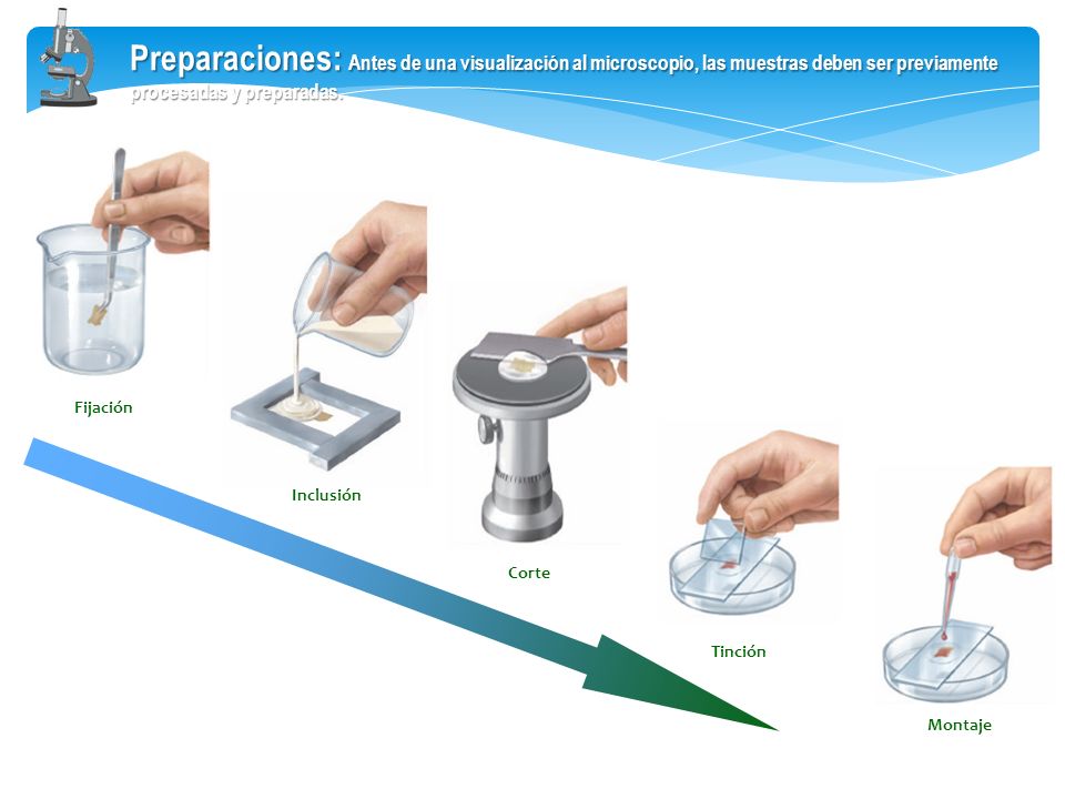 Preparaciones: Antes de una visualización al microscopio, las muestras deben ser previamente procesadas y preparadas.
