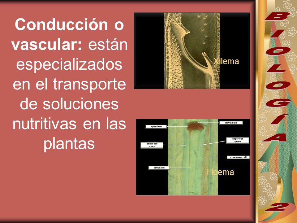 Conducción o vascular: están especializados en el transporte de soluciones nutritivas en las plantas
