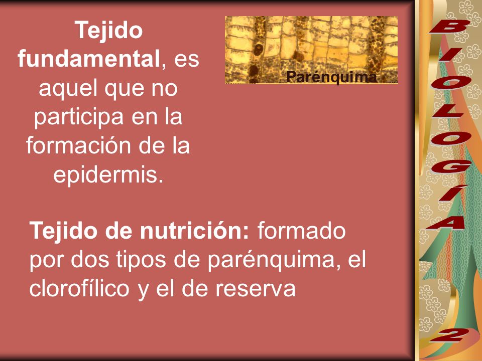 Tejido fundamental, es aquel que no participa en la formación de la epidermis.