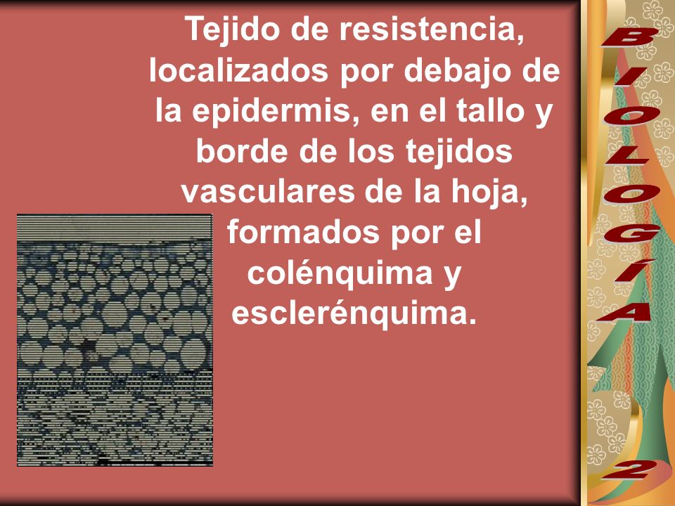 Tejido de resistencia, localizados por debajo de la epidermis, en el tallo y borde de los tejidos vasculares de la hoja, formados por el colénquima y esclerénquima.