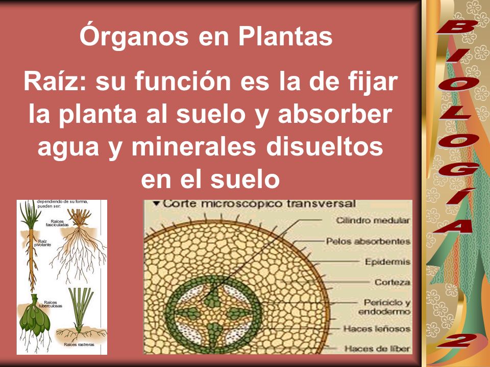 Órganos en Plantas Raíz: su función es la de fijar la planta al suelo y absorber agua y minerales disueltos en el suelo.