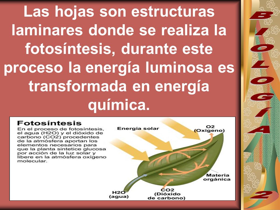Las hojas son estructuras laminares donde se realiza la fotosíntesis, durante este proceso la energía luminosa es transformada en energía química.