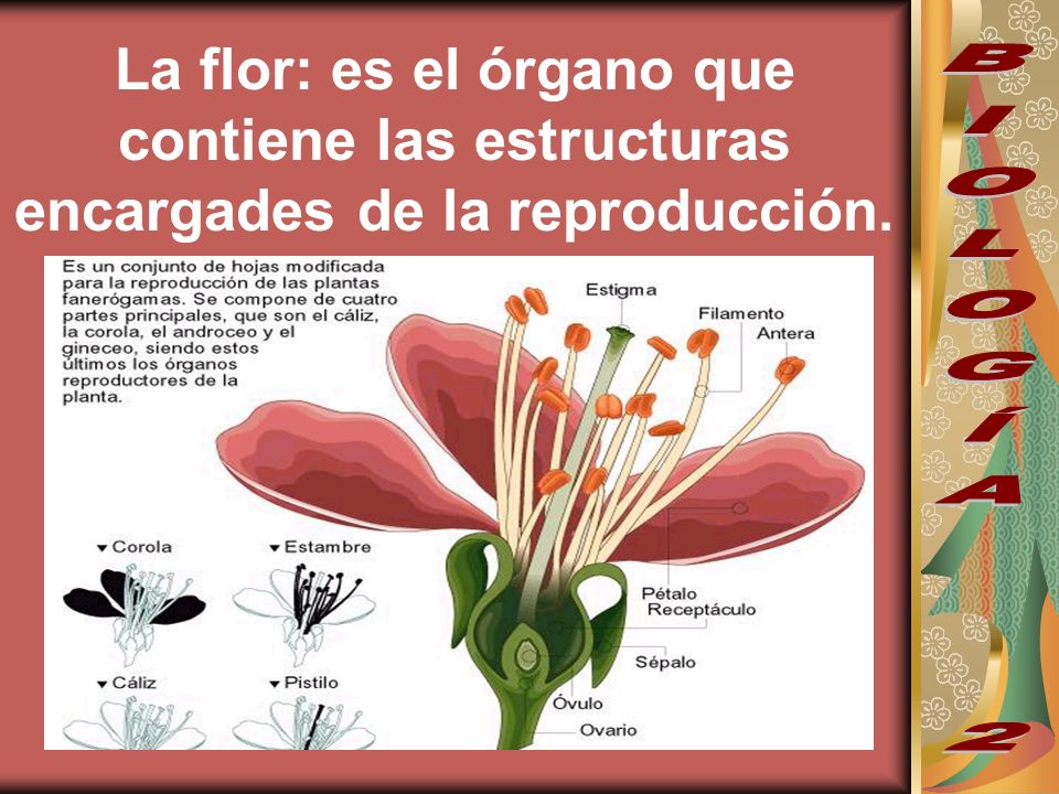 La flor: es el órgano que contiene las estructuras encargades de la reproducción.
