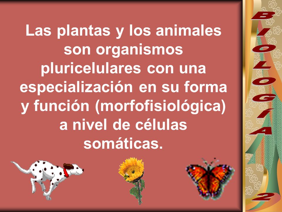 Las plantas y los animales son organismos pluricelulares con una especialización en su forma y función (morfofisiológica) a nivel de células somáticas.