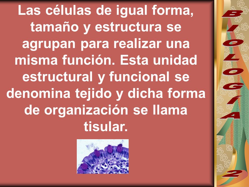 Las células de igual forma, tamaño y estructura se agrupan para realizar una misma función. Esta unidad estructural y funcional se denomina tejido y dicha forma de organización se llama tisular.